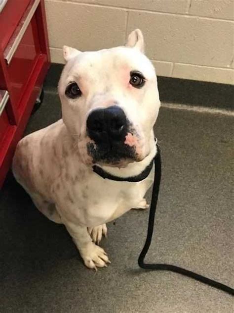 There are so many loving dogs, cats and rabbits near you waiting for a family to call their own. Dogo Argentino dog for Adoption in Tampa, FL. ADN-785405 ...