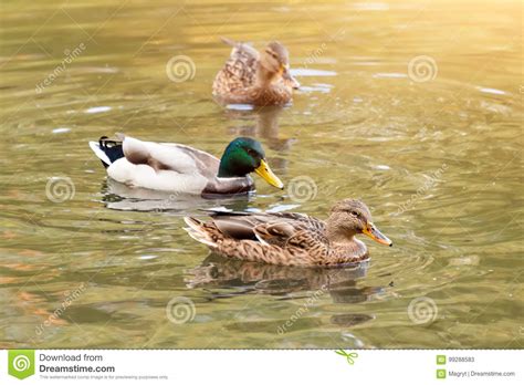 Mallard Ducks Swiming in Lake or River. Birds and Animals, Autumn