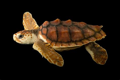 Loggerhead Sea Turtle Facts And Photos