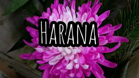 Harana Ft Jnske Mceinstein Bulletd Flowg Youtube