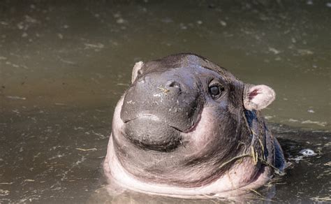 The Common Hippopotamus Can Reach Upwards Of 3000 Kg Whereas The