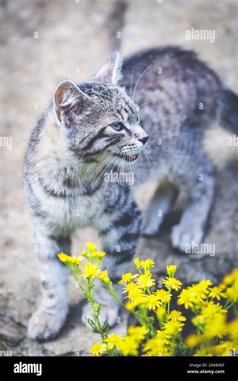 Grey Young Tabby Female Cat Stand On Stone Along Yellow Flowers Stock