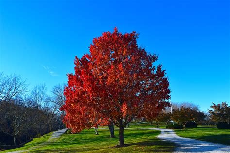 As difficult as it can be to find vines to grow in the shade, it is even more difficult to find flowering vines that bloom well under shady conditions. What Are Some Fast-Growing Trees for California Properties ...