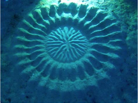Mystery Of Circles On The Sea Bed Uncovered Resou