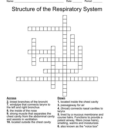 Respiratory System Diagram Crossword