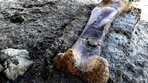Massive 1100 Pound Bone Of Worlds Biggest Dinosaur Found Latest