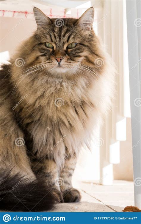 Long Haired Cat In Relax Outdoor Hypoallergenic Pet