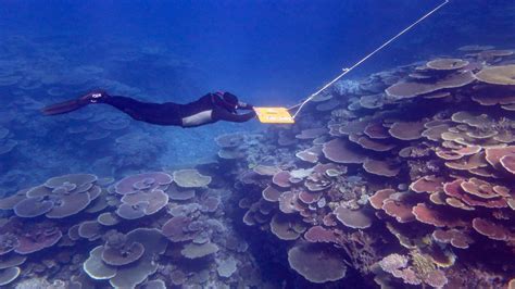 Great Barrier Reef Coral Growth At Record Levels Australian Institute