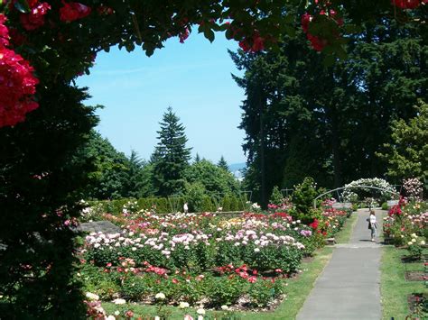 Julies Journeys Portland Oregon International Rose Test Garden