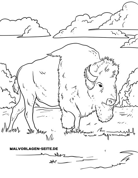 Laden sie fotos, illustrationen und bilder kostenlos herunter. Malvorlage Bison | Wildtiere - Kostenlose Ausmalbilder