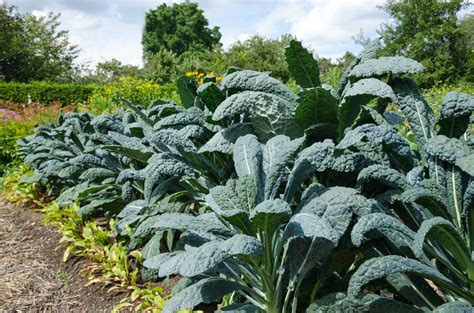 Kale Plant Care Growing Tips Horticulture Magazine