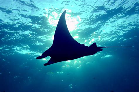Everything You Ever Wanted To Know About Manta Rays Manta Ray