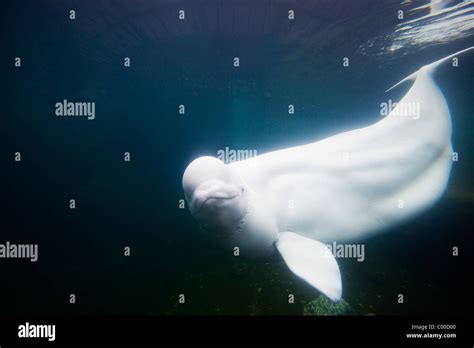 Usa Connecticut Mystic Captive Beluga Whale Delphinapterus Leucas