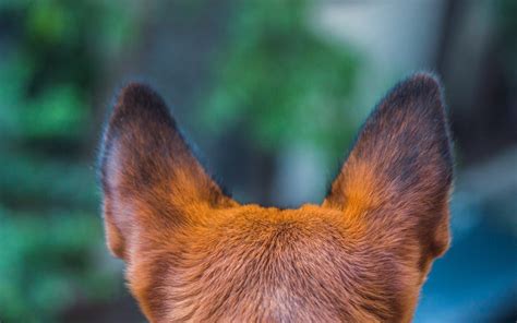 Tips And Tricks For Proper Dog Ear Care Regal Animal Hospital