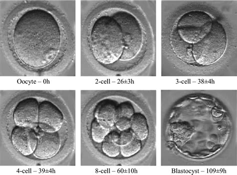 A Developing Embryo At Various Cell Stages With Mean Hours Since