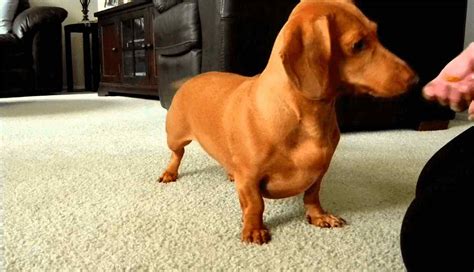 Dachshund Dog Breed Information Prices Characteristics And Facts