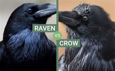 Difference Between Crow And Raven