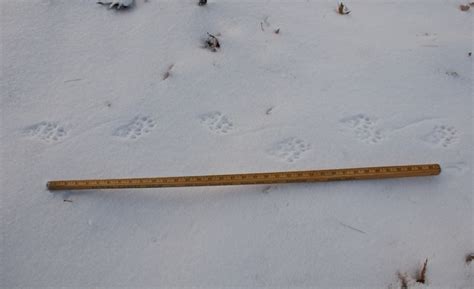 Images from this series have appeared in the new york times, and the boston globe. Fisher Cat Tracks | HenCam