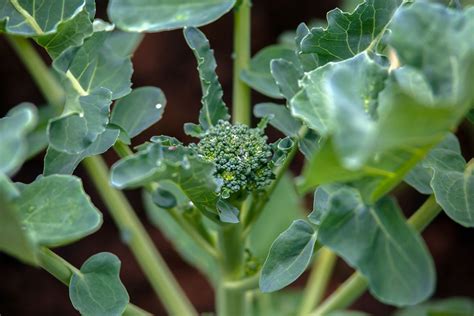 Broccoli Leaves Trivia Buying Guide And More Texasrealfood