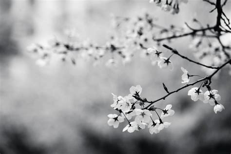 Pin By Fuyuki Hana On Random Black And White Landscape Cherry