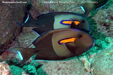 Hawaiian Reef Fish Identification Terry Lilleys Underwater 2 Web