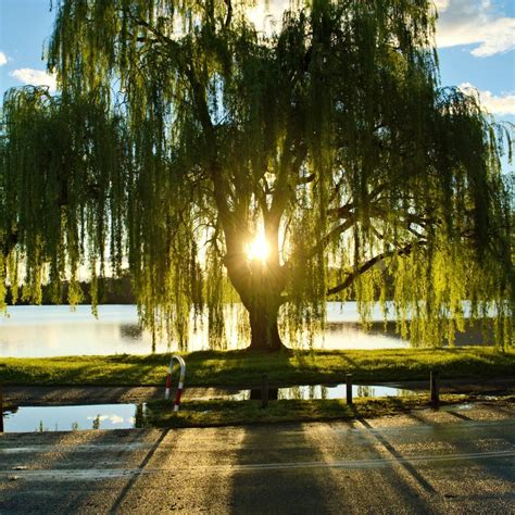 Weeping Willow The Living Urn
