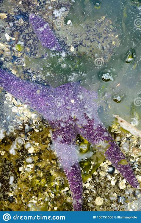 Purple Sea Star Starfish Partially Submerged In Tidepool Water British