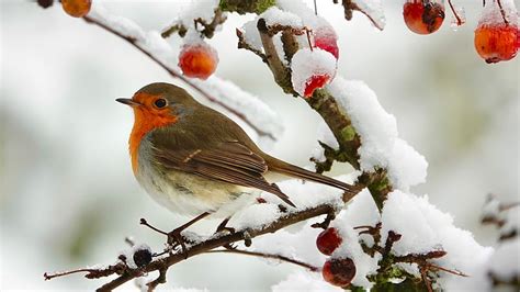 Robin In Winter Bird Berries Snow Branches Ice Hd Wallpaper Peakpx