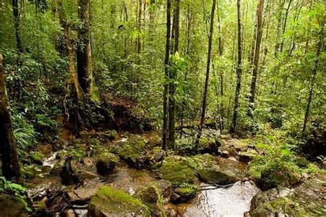 Sinharajaya Sinharaja Rain Forest