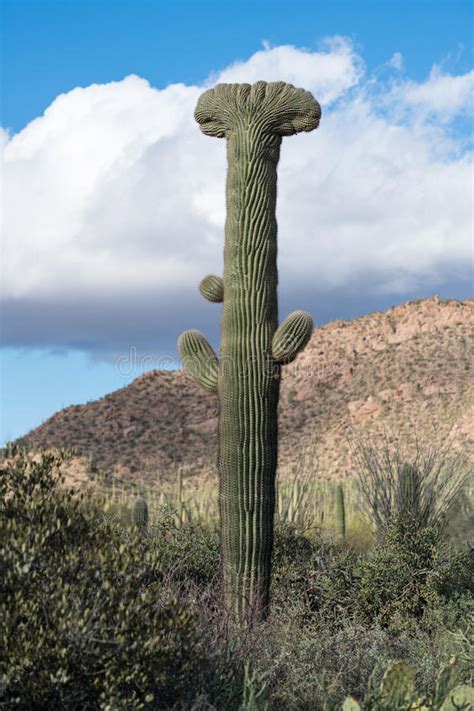 By submitting my email, i agree to receive correspondence from the national park foundation. Crested Saguaro In National Park West Tucson Stock Photo ...