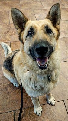 German owned and operated kennel with over twenty years experience. Knoxville, TN - German Shepherd Dog. Meet Dakota a Dog for Adoption. | German shepherd dogs ...