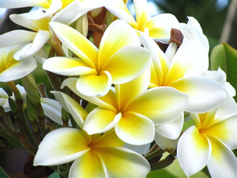 Maui Plumeria My Absolute Favorite Scent In The World Maui Hawaii