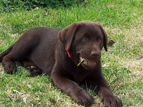 In a world where some dogs cost as much as $6,000 (or more), $300 is practically unheard of, making the lab one of the more affordable dogs out there. Jack - 3-month-old Chocolate Labrador Retriever | All ...