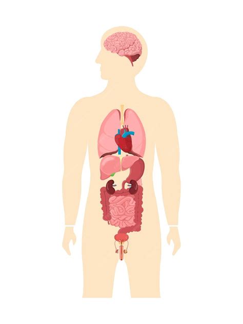 Órgãos Internos Do Corpo Humano Anatomia Da Anatomia Do Corpo E