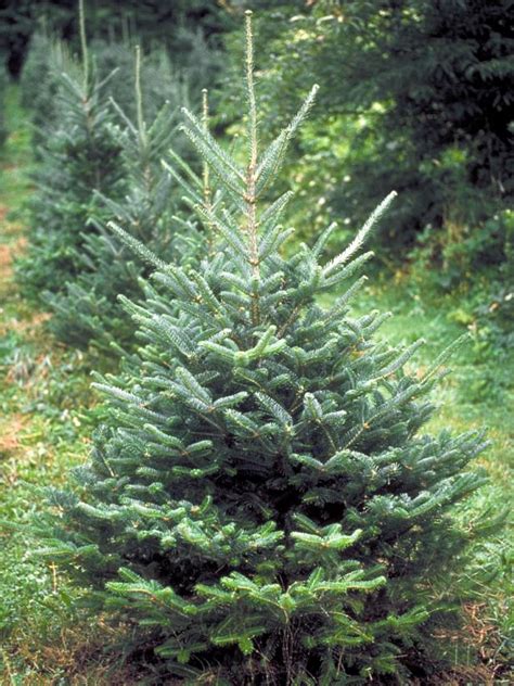 Live Blue Spruce Christmas Tree Christmas Tree 2021