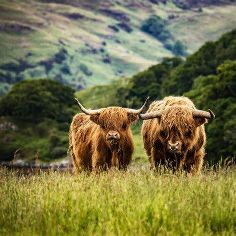 Domestic Scottish Highland Cattle Walk On Nature Stock Image Image