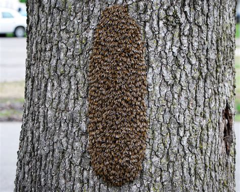 We did not find results for: The Peace Bee Farmer: Bees in Hollow Trees