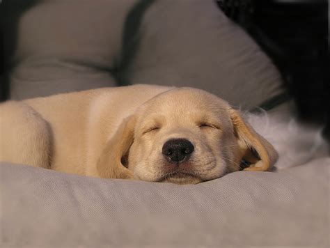 24 Cute Pictures Of Dogs Sleeping