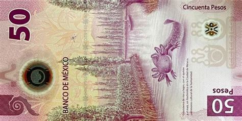 El Del Ajolotito Venden Billetes De 50 Pesos Mexicanos En Cantidades