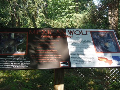 Wolf New Mexican Wolf Signage Zoochat