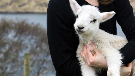 Seht Das Lamm Gottes Kirche Im HR