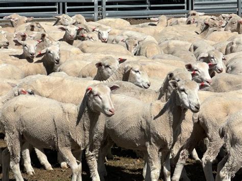 lot 196 560 mixed sex lambs auctionsplus