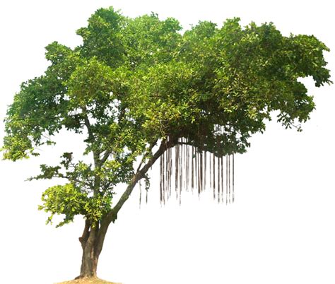 Check spelling or type a new query. Free HD Tree PNG download - PNG #913 - Free PNG Images ...