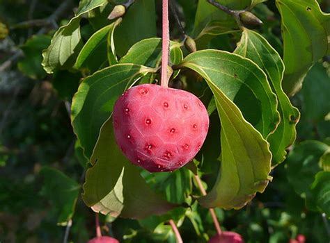 Animals ingesting wilted cherry leaves experience the release of cyanide (hcn) into the bloodstream; 301 Moved Permanently