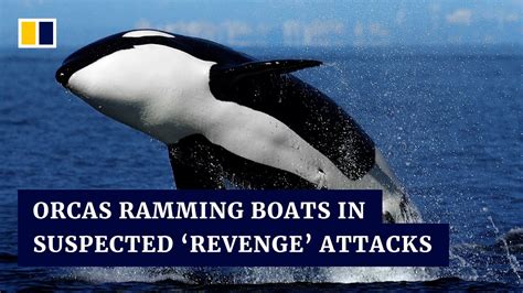 Killer Whales Are Ramming Sailboats And Scientists Dont Know Why Youtube