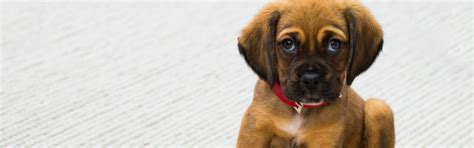 When a dog that has been housetrained starts having frequent accidents in the house it can be pretty aggravating. I can't stop my dog from having accidents in the house…HELP!