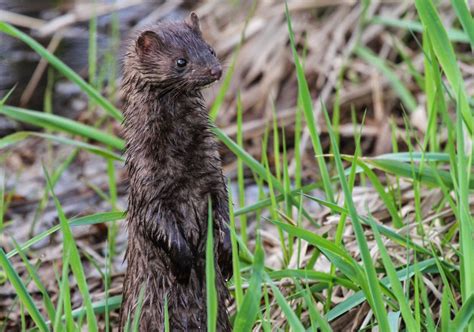 Gales Photo And Birding Blog American Mink