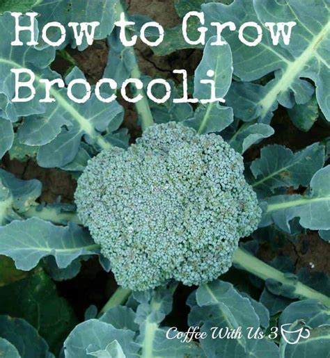 Coffee With Us 3 How To Grow Broccolihow To Grow