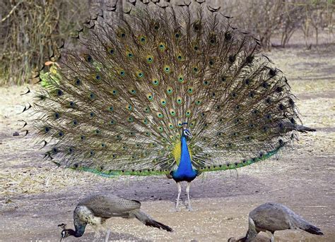 Why Do Peacocks Dance In The Rain Peacock Dancing Facts