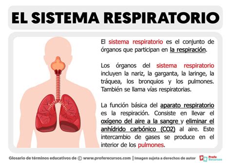 ¿qué Es El Sistema Respiratorio